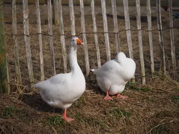 Lens Polder Petting zoo in Newport (Belgium)